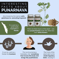 Thumbnail for Herbal Hills Ayurveda Punarnava Powder