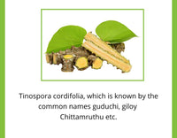 Thumbnail for Satvi Wellness Guduchi Tea | Natural Giloy Tea Bags