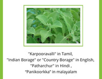 Thumbnail for Satvi Wellness Karpooravalli Tea Bags | Natural Indian Borage| Panikoorkka dried | Onavalli | Patharchur