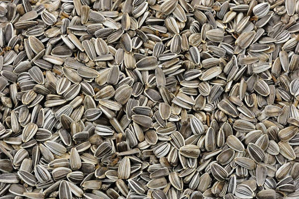 freshon-organic-sunflower-seed